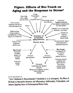 stress chart from Dr Kenna Stephenson where Bio-Touch regulates cortisol levels and boosts immune responses